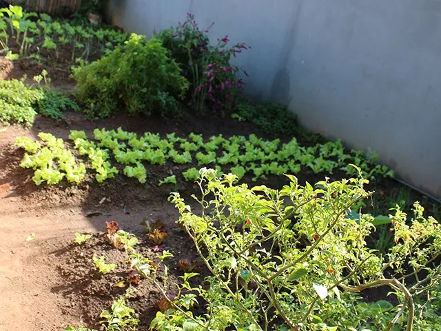 Canteiros de alface e outras verduras em terra vermelha, junto a um muro cinza, com arbustos em primeiro plano