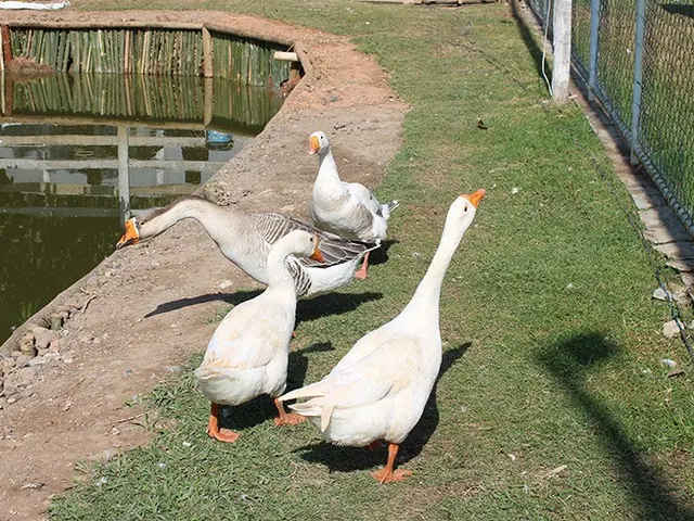 Quatro gansos brancos e cinzentos na grama à beira de um pequeno lago contornado por bambu